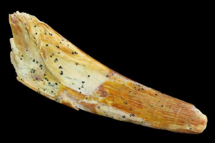 Pterosaur (Siroccopteryx) Tooth - Morocco #123629